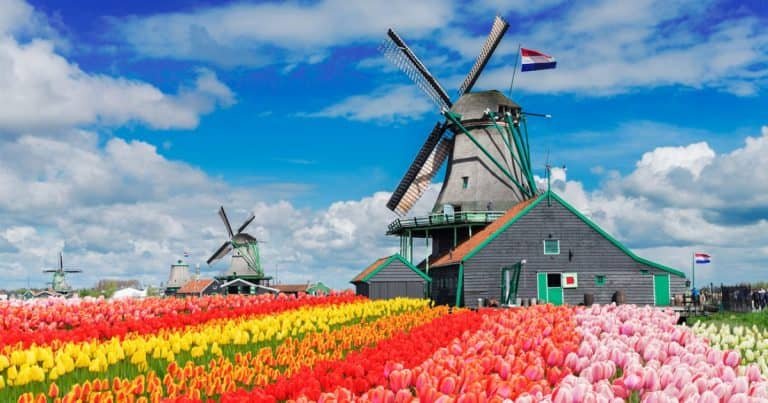 International Executive Search in the Netherlands